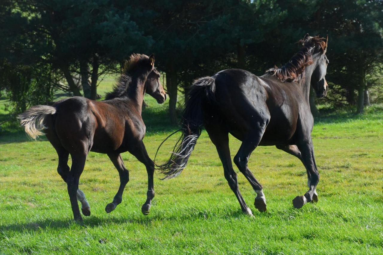 Na Konske Farme Malecov Exterior foto